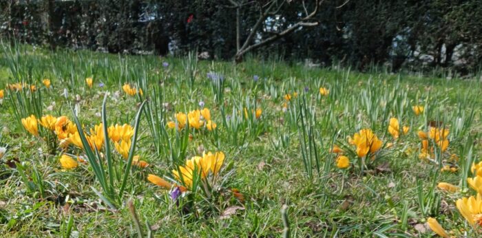 Eine Frühlingswiese mit gelben Krokussen