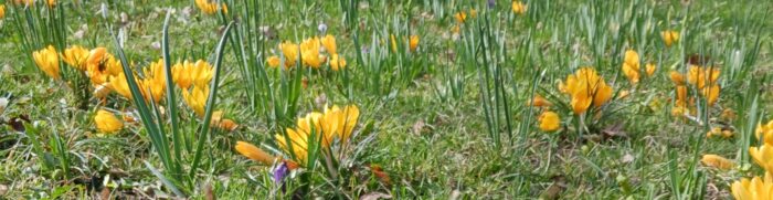 Eine Frühlingswiese mit gelben Krokussen